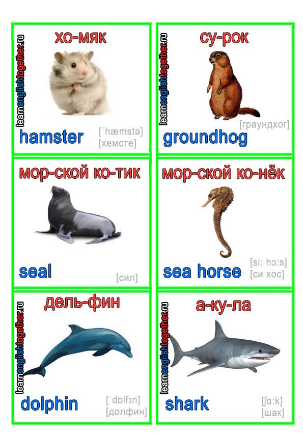 ЖИВОТНЫЕ 13