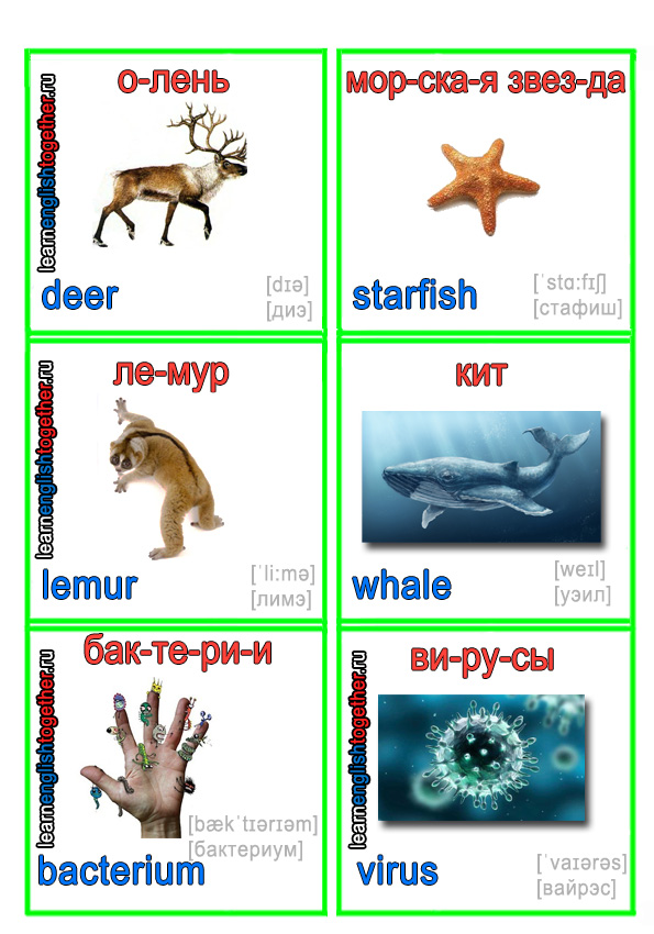 ЖИВОТНЫЕ 14
