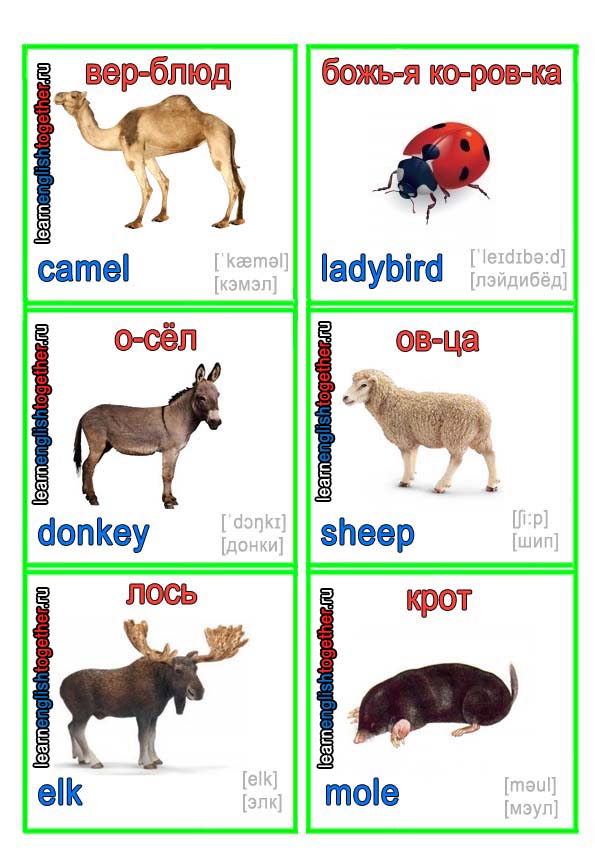 ЖИВОТНЫЕ 16