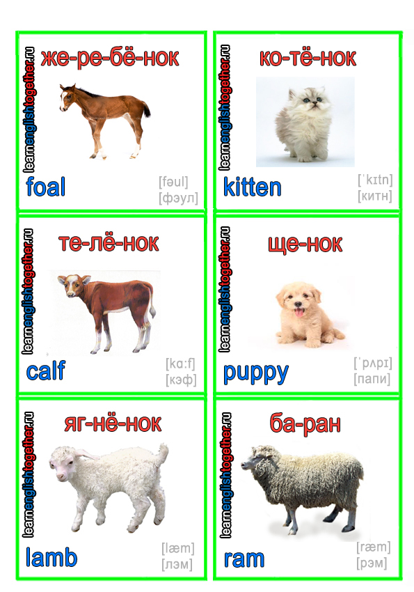 ЖИВОТНЫЕ 17