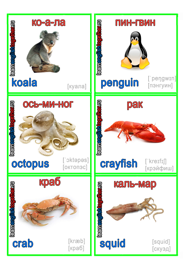 ЖИВОТНЫЕ 8