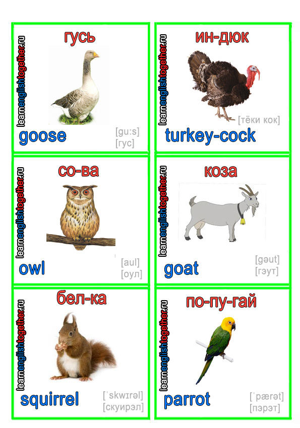 ЖИВОТНЫЕ 9
