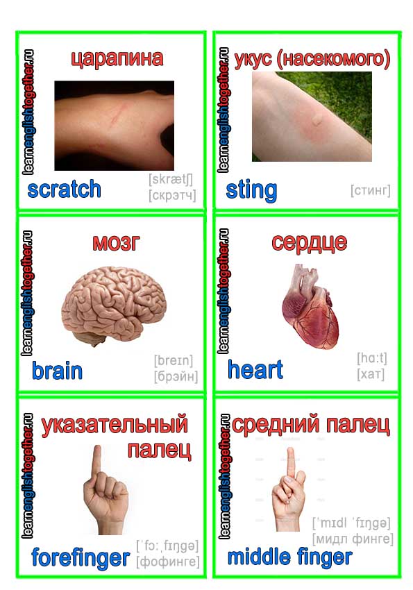 английский в картинках