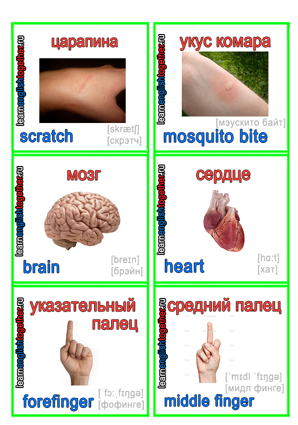 ЧАСТИ ТЕЛА 13