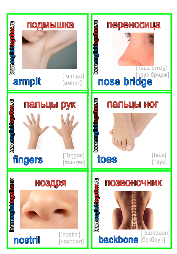 английские слова с иллюстрациями